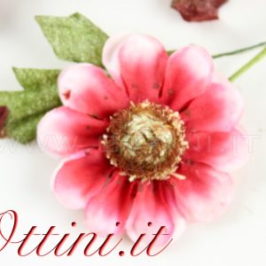 Margherita Fiore Singolo Rossa